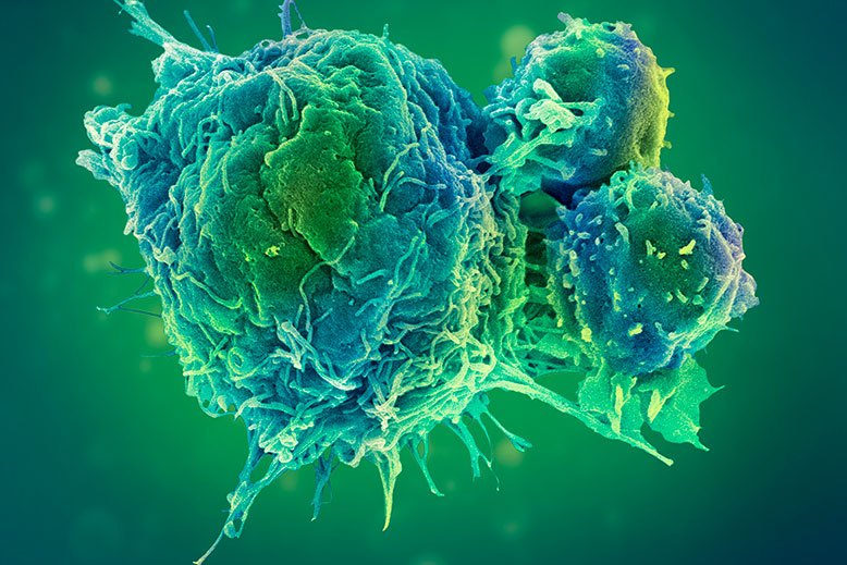 cells under a microscope