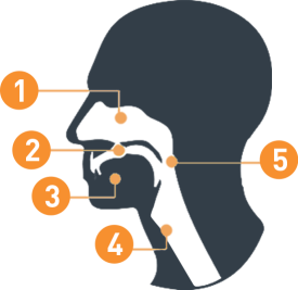 Numbered mans head and throat icon