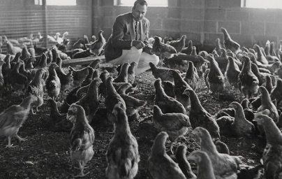 Scientist observing chickens indoors