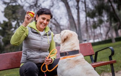 Dog owner holding out a ball for an attentive Labrador
