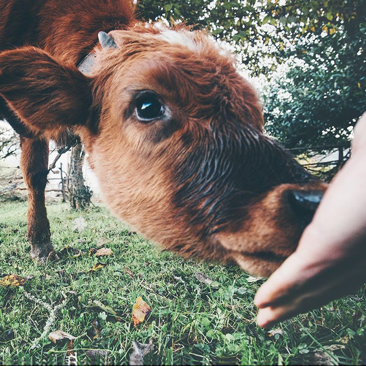 Cow being fed