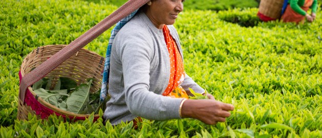 women harvesting tea leaves with basket