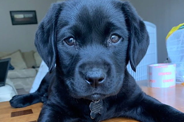 Luna the black lab