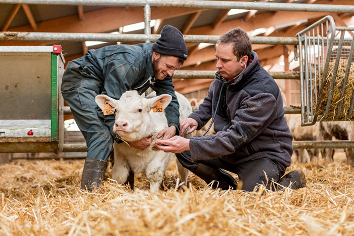 two men tending to a cow
