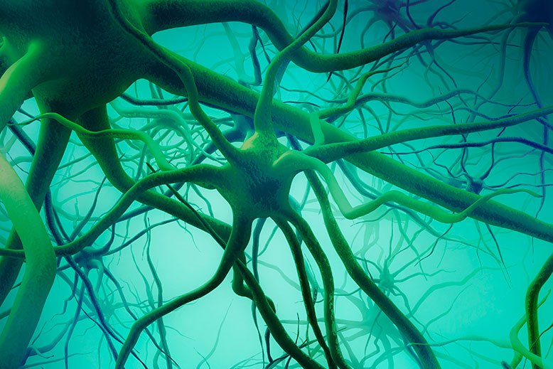 cells under a microscope