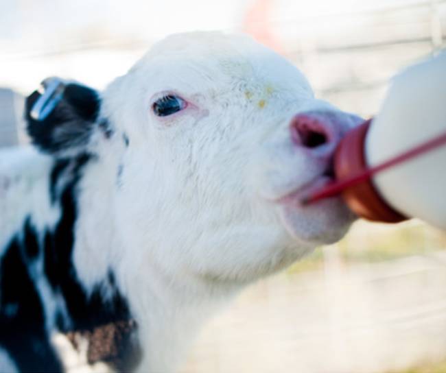 Cow drinks milk from bottle