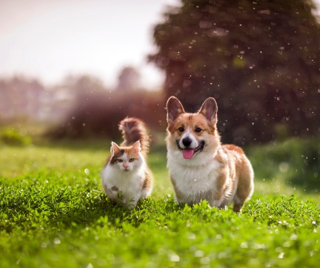 Corgi and cat running in field