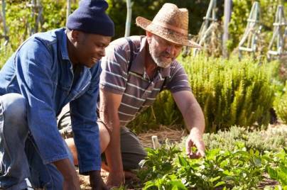 people planting in a garden