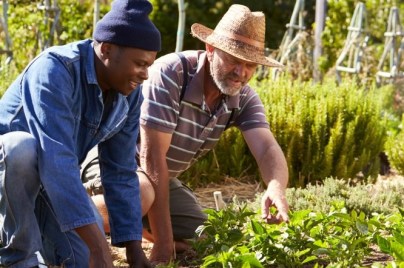 people planting in a garden
