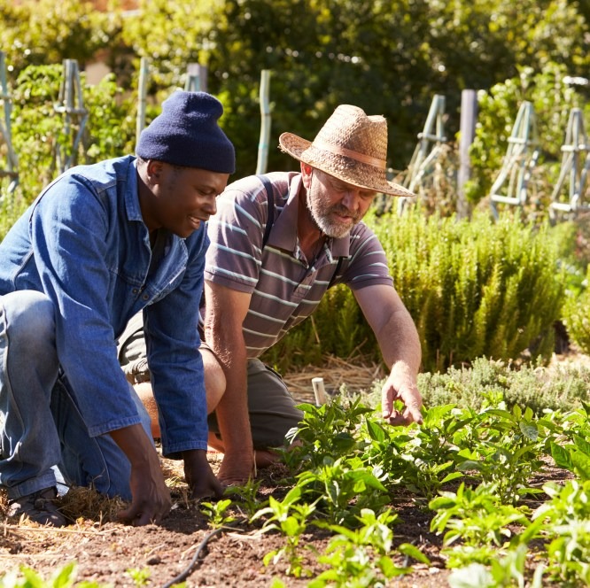people planting in a garden