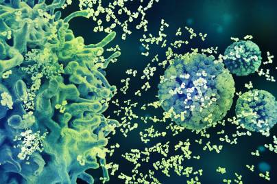 Microscopic view of immune cells