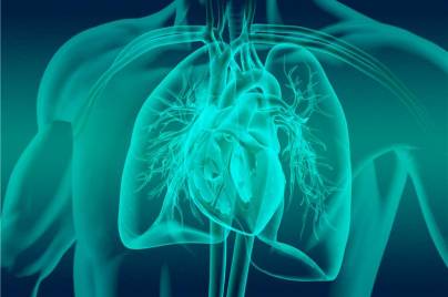 illustration of a heart and lungs in a torso