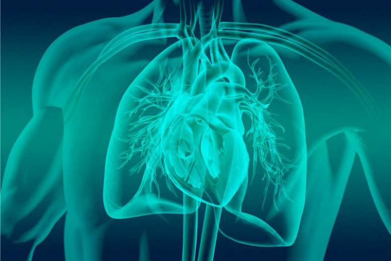 illustration of a heart and lungs in a torso