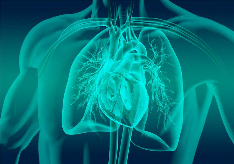 illustration of a heart and lungs in a torso