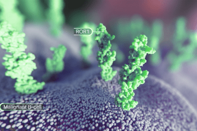 3-D depiction of ROR1 protein on a malignant B-cell
