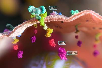 3-D depiction of BTK and PLCy2 in the BCR signaling pathway