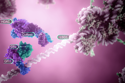 3-D depiction of LSD1 and transcription factors ahead of histone modification