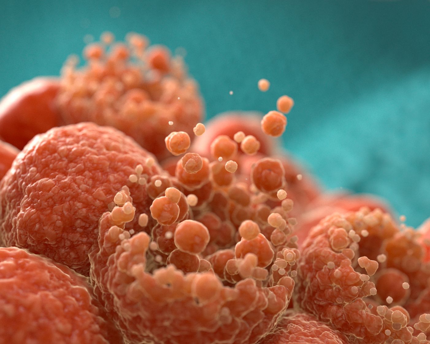 Microscopic view of cells undergoing apoptosis
