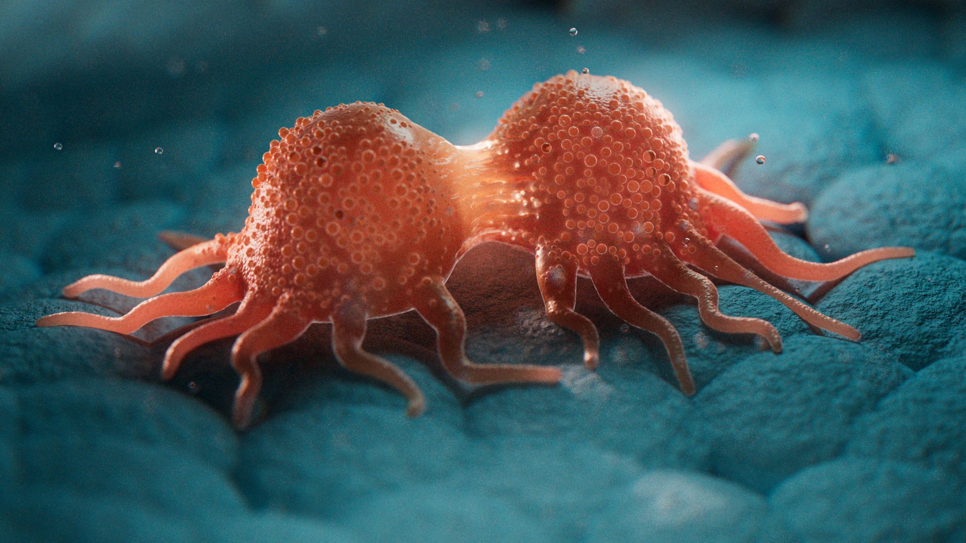Microscopic view of a singular cancer cell dividing into two