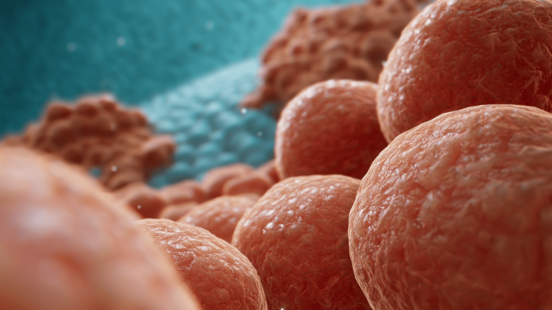 Microscopic view of the cancer microenvironment